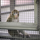 This picture taken on May 23, 2020 shows a laboratory monkey sitting in its cage in the breeding centre for cynomolgus macaques (longtail macaques) at the National Primate Research Center of Thailand at Chulalongkorn University in Saraburi.